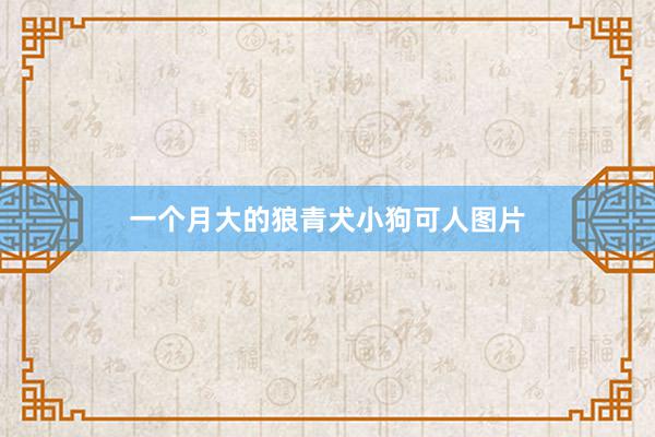 一个月大的狼青犬小狗可人图片